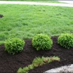 Small Bushes For Landscaping