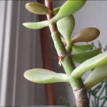 Succulent Growing Roots From Stem
