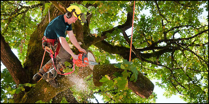 Tree Service San Antonio