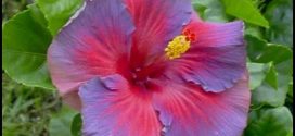 Tropical Hibiscus For Sale