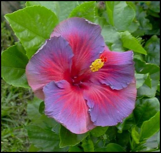 Tropical Hibiscus For Sale