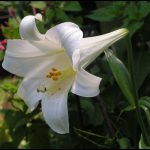 Types Of White Lilies