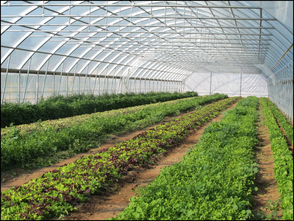Vegetable Greenhouse