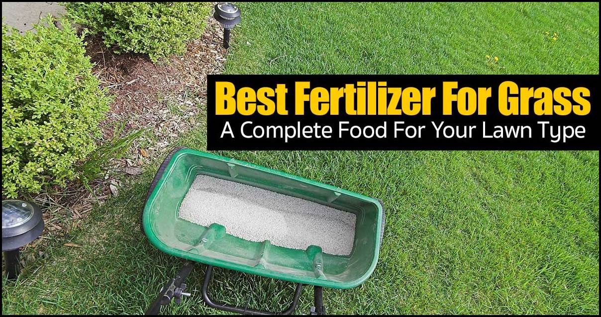 What Is The Best Fertilizer For Grass