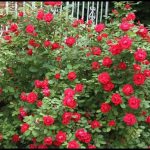 When To Fertilize Knockout Roses