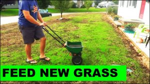When To Fertilize New Grass