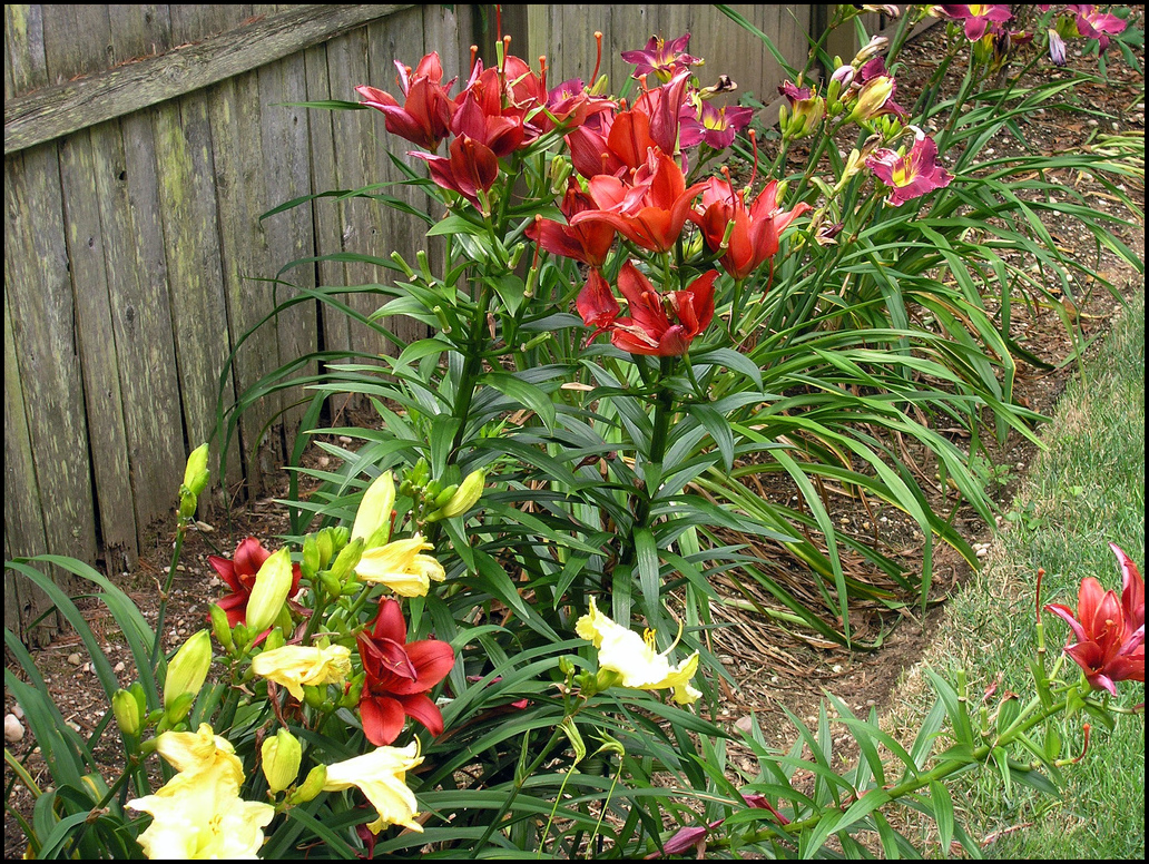 When To Plant Lilies