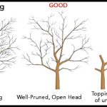 When To Prune Trees