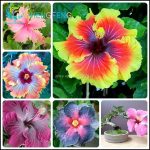Where To Buy Hibiscus Flowers