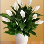 Where To Buy Peace Lily