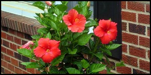 Where To Plant Hibiscus