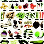 A List Of Vegetables
