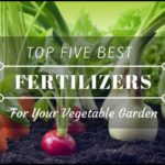Best Fertilizer For Vegetables