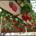 Best Way To Grow Strawberries