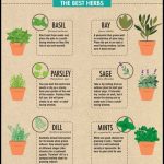 Easy Herbs To Grow Inside