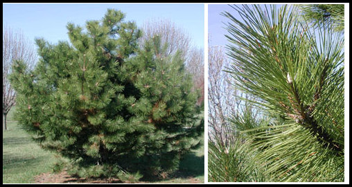 Fast Growing Pine Trees