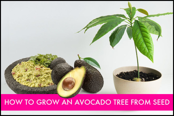Grow Avocado Plant From Pit
