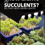 Grow Lights For Succulents