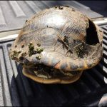 How Do Turtle Shells Grow