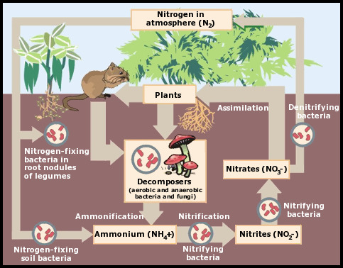 How Does Nitrogen Get Into The Soil