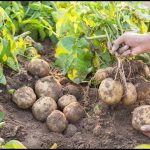 How Long Do Potatoes Take To Grow