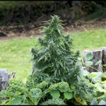 How To Grow A Weed Plant Outside