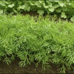 How To Grow Dill