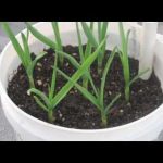 How To Grow Garlic In Pots
