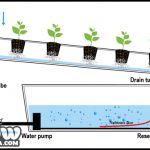 How To Grow Hydro