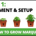 How To Grow Marjuana