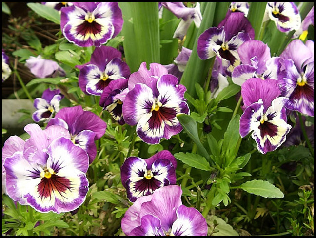 How To Grow Pansies