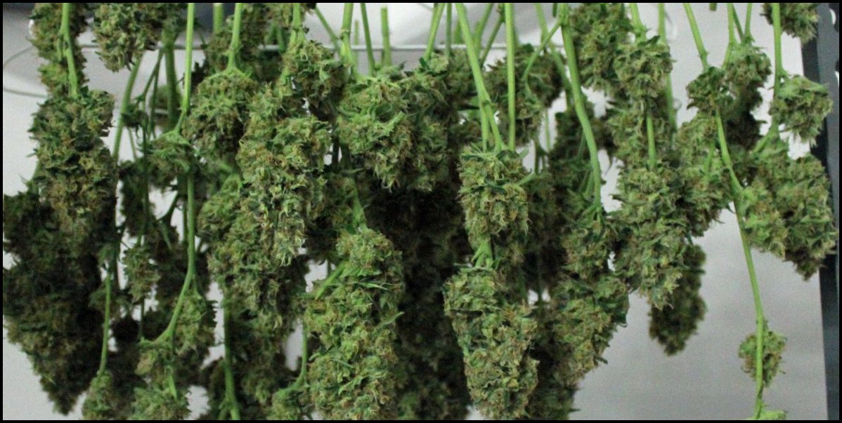 How To Grow The Best Weed