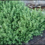 How To Grow Thyme