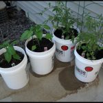 How To Grow Tomatoes In A Bucket