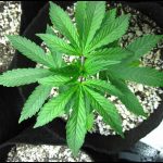 How To Make Weed Plants Grow Faster
