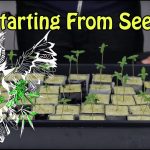 How To Start Growing Weed