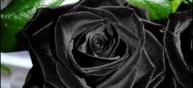 Where Do Black Roses Grow
