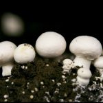Where Do Mushrooms Grow