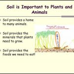 Why Is Soil Important To Plants