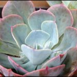 Are Succulents Poisonous To Dogs