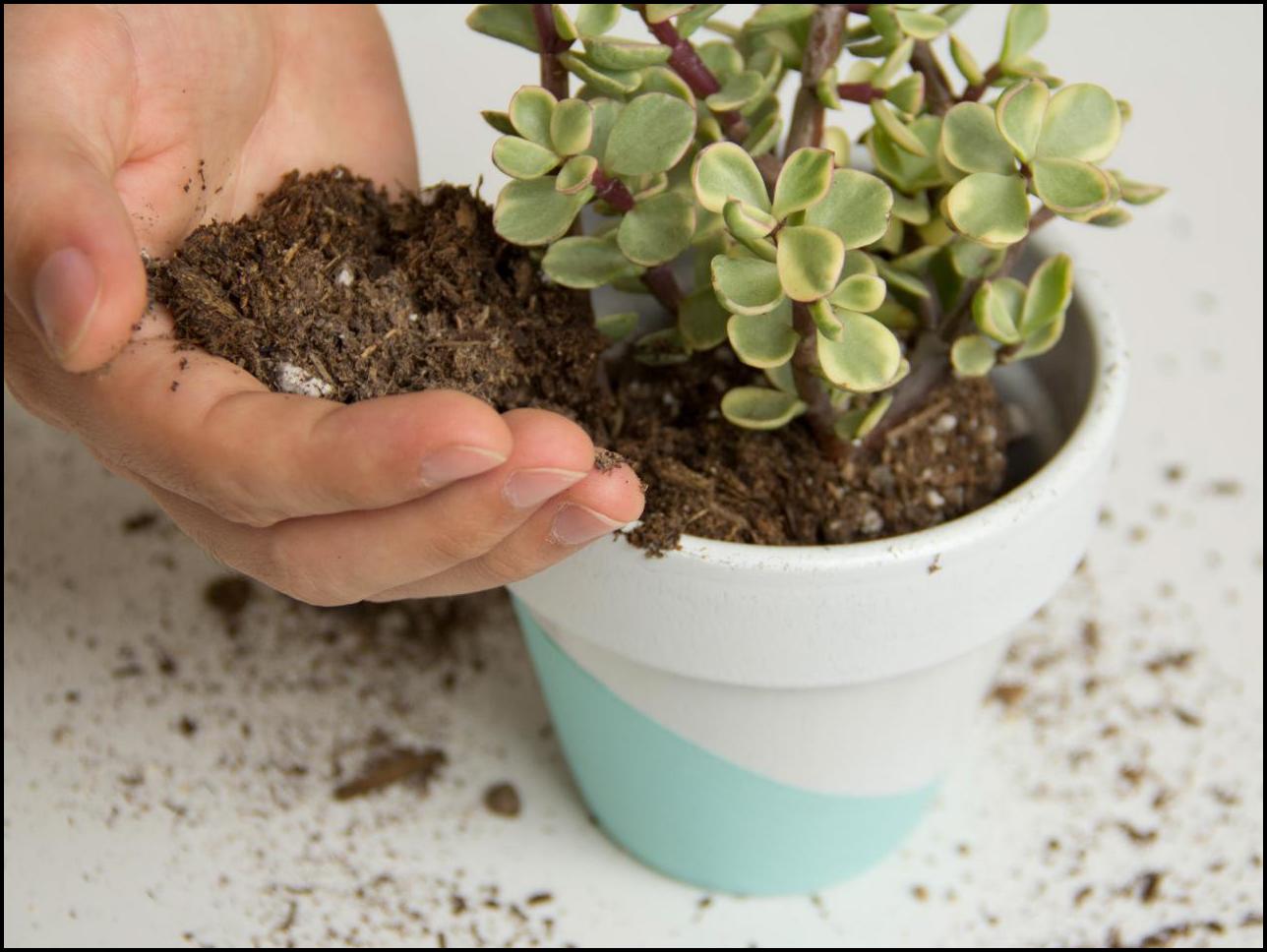 Best Potting Soil For Succulents