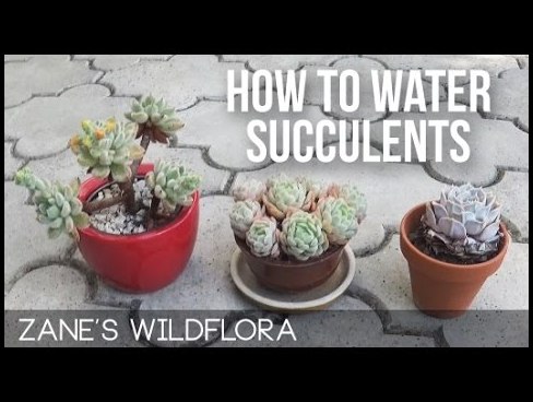 How Often Do You Water Succulent Plants