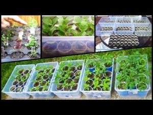 How To Grow Vegetables From Seed