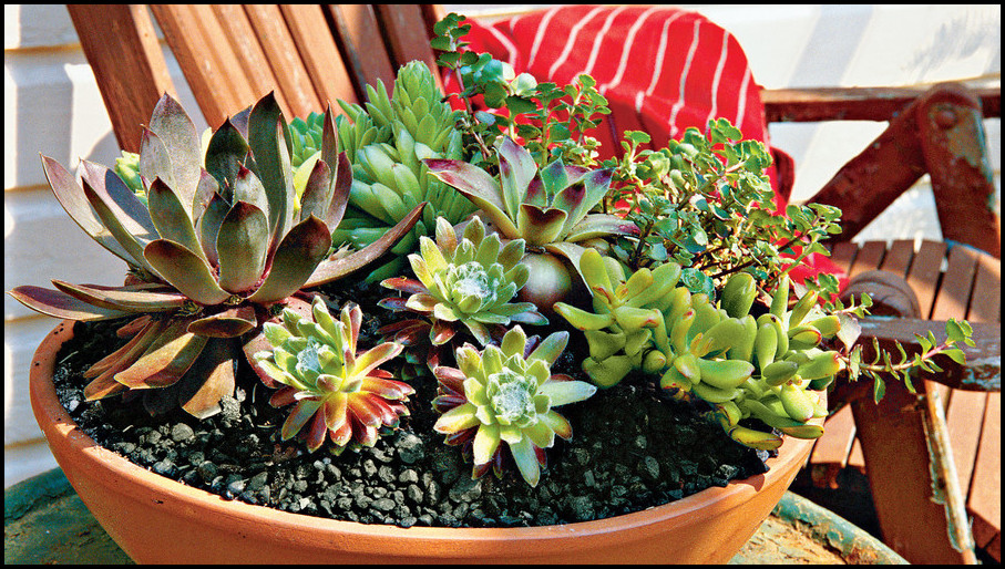 How To Plant Succulents In Pots