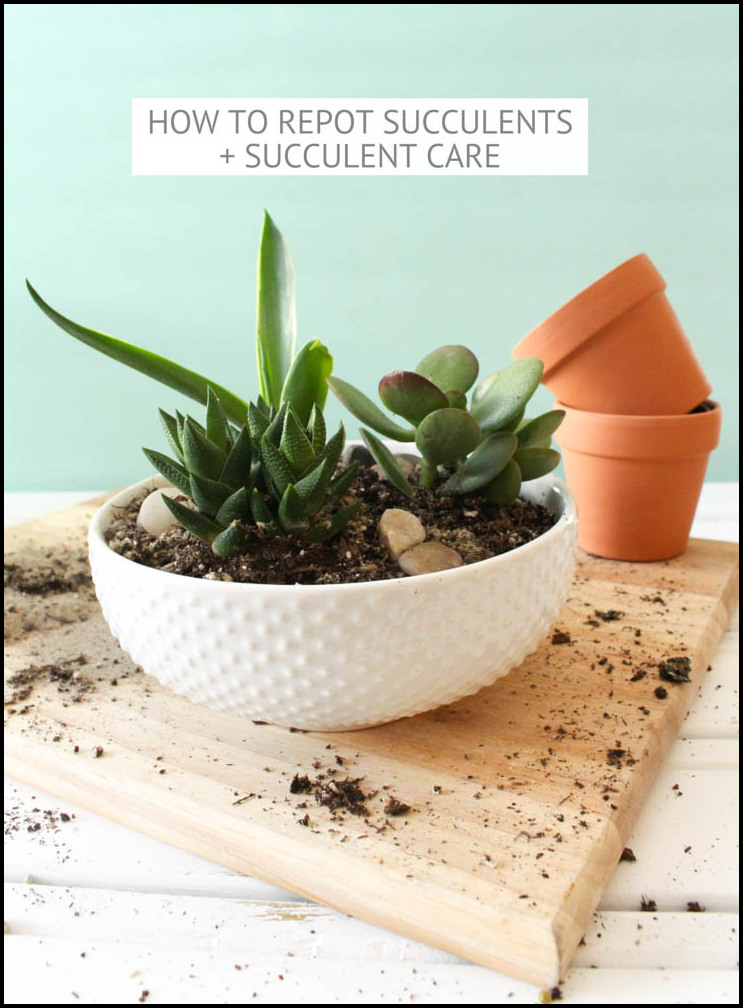 How To Repot A Succulent