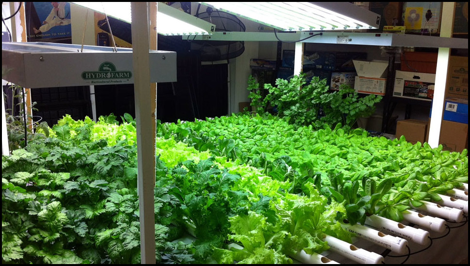 Indoor Hydroponic Vegetable Garden