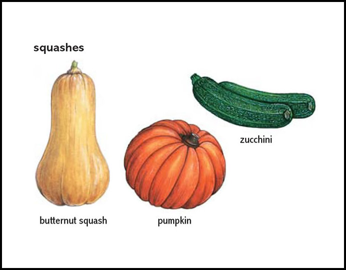 Is A Squash A Fruit Or Vegetable
