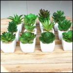 Mini Succulents For Sale