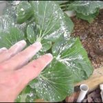 Organic Pesticides For Vegetable Gardens