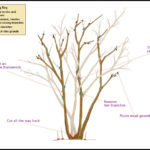 Pruning Crepe Myrtle Trees